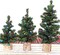 Miniature Christmas Trees for Holiday Season Tabletop (Two-tone Green and Brown) 7.5"D x 7.5"W x 10.8"H